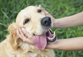 ¿Hasta cuándo vamos a permitir que los animales sufran por nuestra culpa?